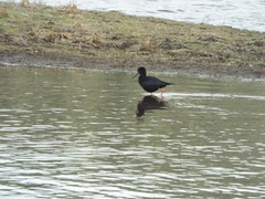 Himantopus novaezelandiae