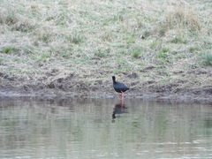 Himantopus novaezelandiae