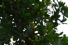 Terminalia molinetii