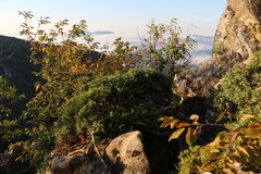 Juniperus communis hemisphaerica