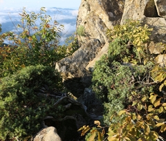 Juniperus communis hemisphaerica