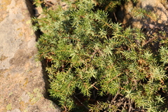 Juniperus communis hemisphaerica