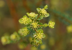 Pimelea flava flava