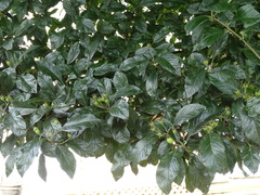 Crataegus × lavallei