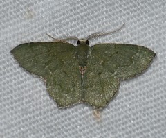 Chloropteryx nordicaria