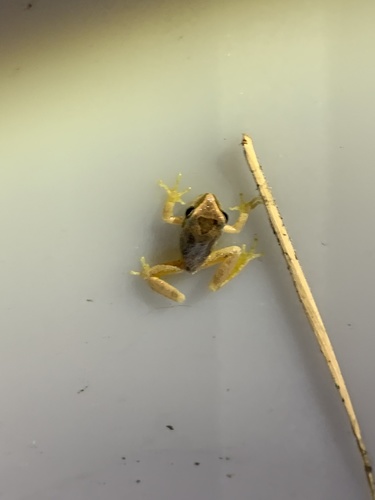 iNaturalist observation photo of Pacific chorus frog