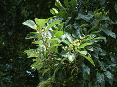 Crataegus × lavallei