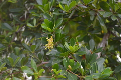 Terminalia molinetii