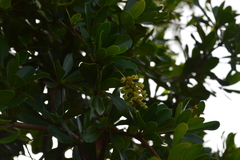 Terminalia molinetii