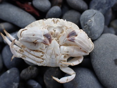 Metacarcinus novaezelandiae