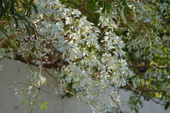 Euphorbia leucocephala