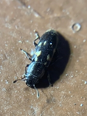 Glischrochilus vittatus