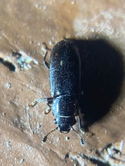 Glischrochilus vittatus