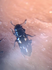 Glischrochilus vittatus