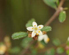 Asterolasia asteriscophora albiflora