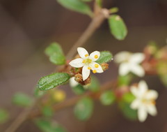 Asterolasia asteriscophora albiflora