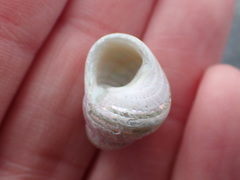 Micrelenchus purpureus