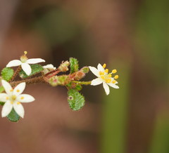 Asterolasia asteriscophora albiflora