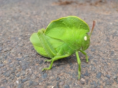 Teratodes monticollis