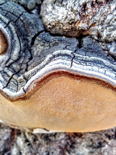 Drebulinė kempinė nuotrauka