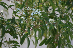 Euphorbia leucocephala