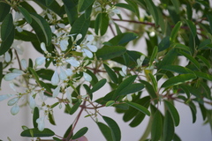 Euphorbia leucocephala