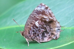 Arhopala abseus