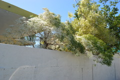 Euphorbia leucocephala