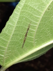 Styringomyia