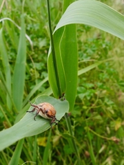 Anoplognathus velutinus