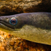 American Eel - Photo (c) EricksonSmith, some rights reserved (CC BY-NC)