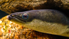 American Eel - Photo (c) EricksonSmith, some rights reserved (CC BY-NC)