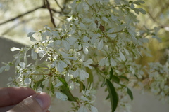 Euphorbia leucocephala