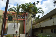 Dypsis madagascariensis
