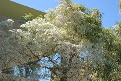 Euphorbia leucocephala