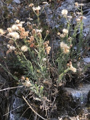Erigeron petrophilus