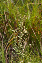 Asterolasia asteriscophora albiflora