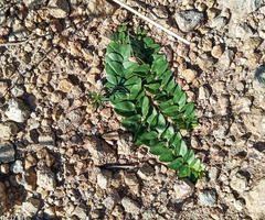 Evolvulus prostratus