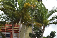 Dypsis madagascariensis