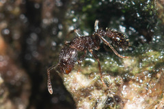 Tetramorium pacificum