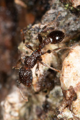 Tetramorium pacificum