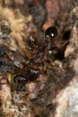 Tetramorium pacificum