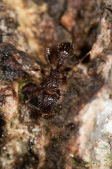 Tetramorium pacificum