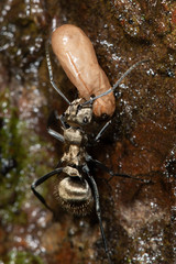 Polyrhachis cupreata