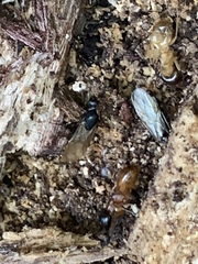 Camponotus americanus
