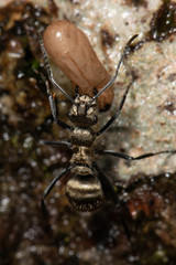 Polyrhachis cupreata