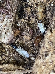 Camponotus americanus