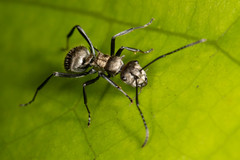 Polyrhachis cupreata