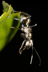 Polyrhachis cupreata