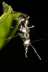 Polyrhachis cupreata